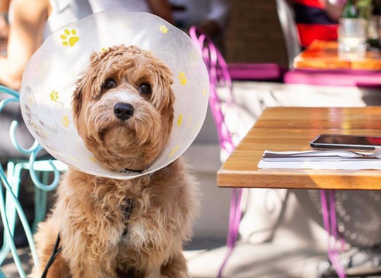 The Best Dog-Friendly Cafes in Sydney