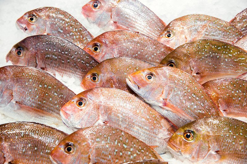 online fish market snapper