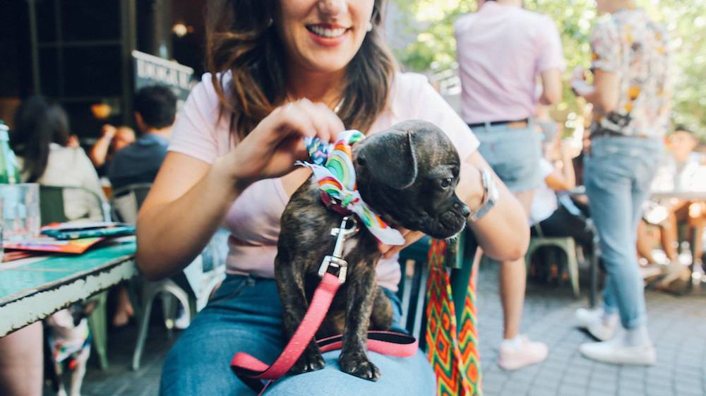 Sydney’s Best Dog Friendly Pubs