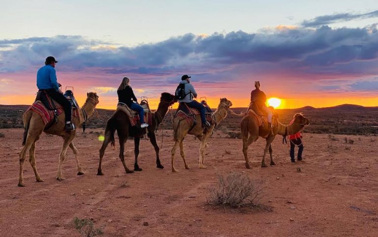 Silverton Outback Camels