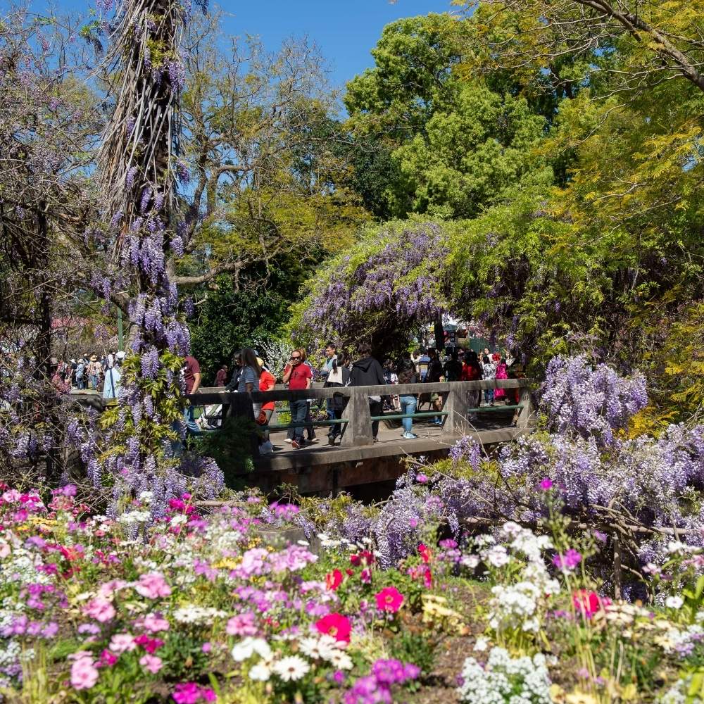 Surround yourself with colourful blooms at Weekend in Wistaria